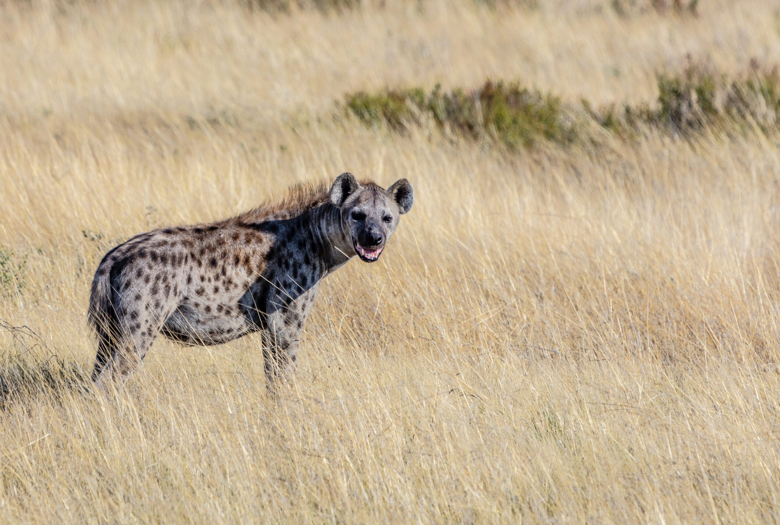 Recruiters, Rivals & the Death Rattle of Desperation